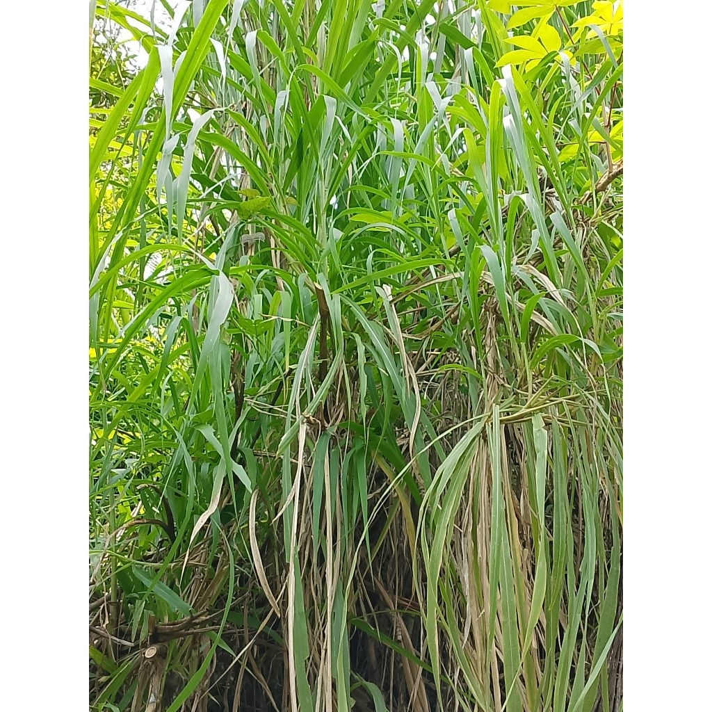 Bibit rumput gajah atau sering disebut dengan rumput inggres, cocok buat pakan sapi kambing kerbau
