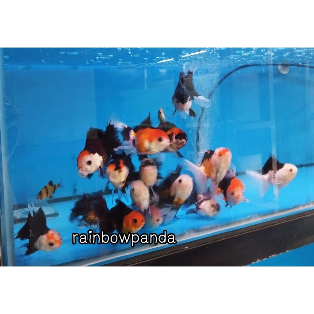 KOKI PANDA KOKI SAPI IKAN MAS KOKI