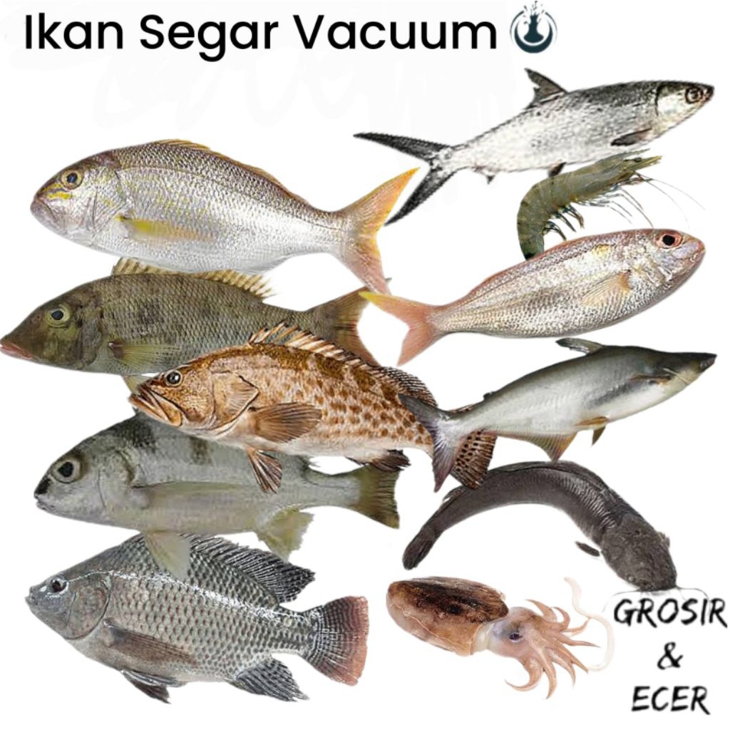 ikan segar vacum ikan patin fillet vacum,nus vacuum, ikan angkoli vacuum, ikan kerapu vacuum, udang 