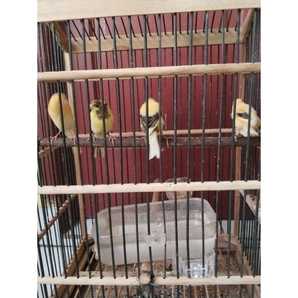 KENARI AF PAUD USIA 2 BULAN JANTAN 100%