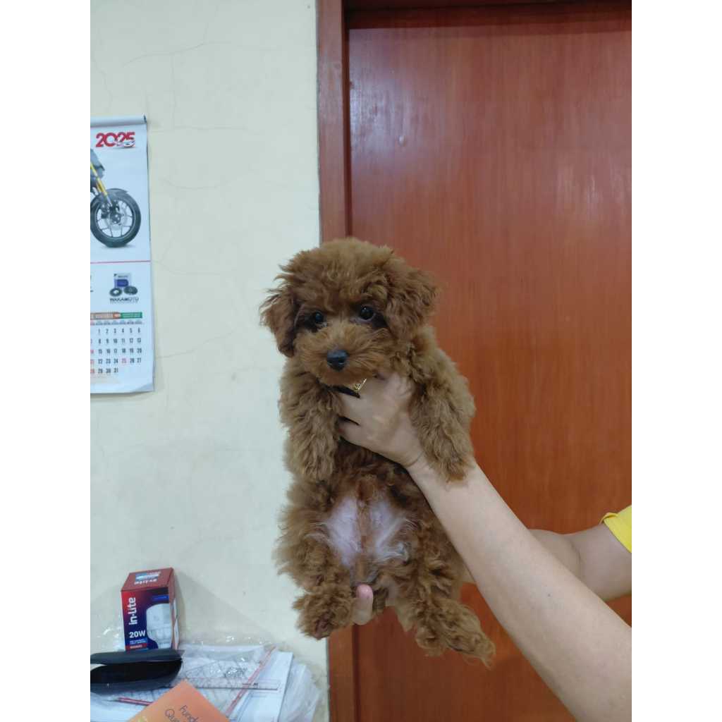 Anakan Anjing Red Toy Poodle Jantan