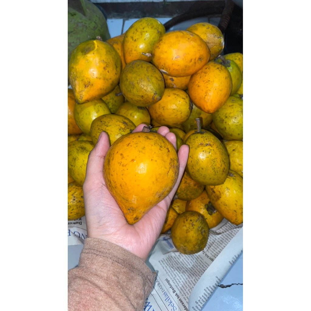 SAWO MENTEGA/SAWO BELANDA/SAWO KUNING