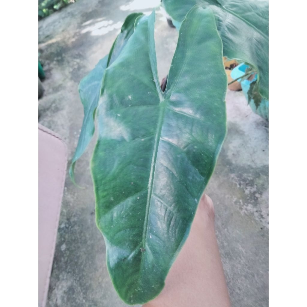 Paket alocasia