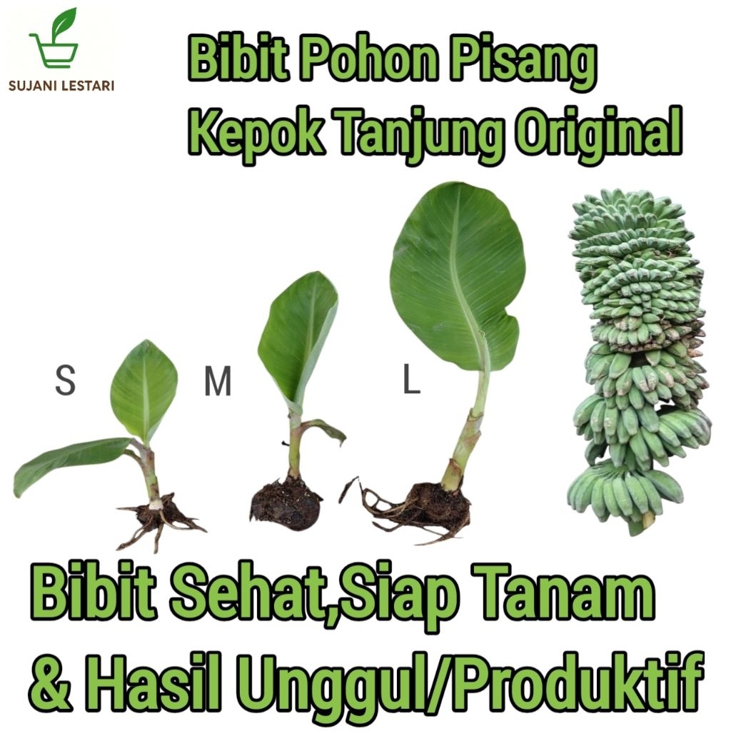 Bibit Pohon Pisang Kepok Tanjung Original,Sehat & Siap Tanam - SUJANI LESTARI