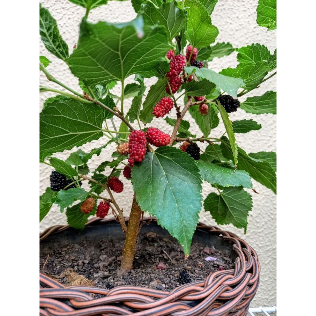 Murbei Sudah Berbuah - Bibit Murbei ( Sudah Berbuah)