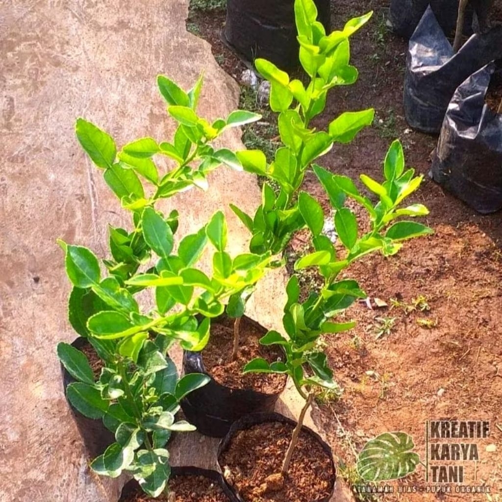 Tanaman buah jeruk purut - Pohon jeruk purut