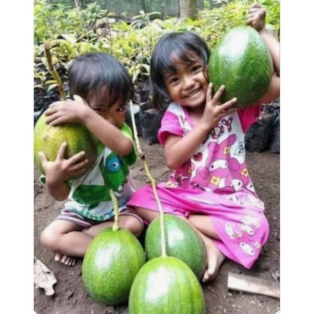 ENTRES ALPUKAT MARKUS/KENDIL/HAWAI