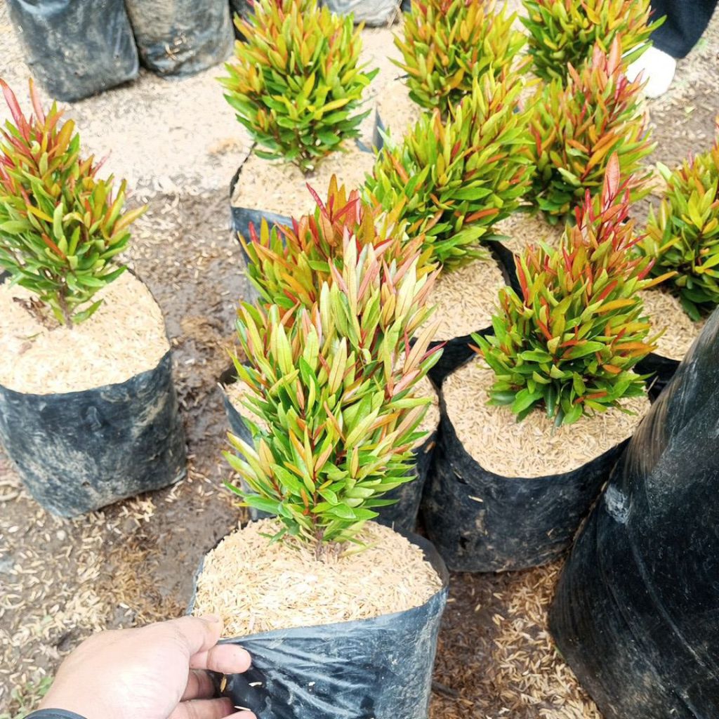 tanaman pucuk merah micro