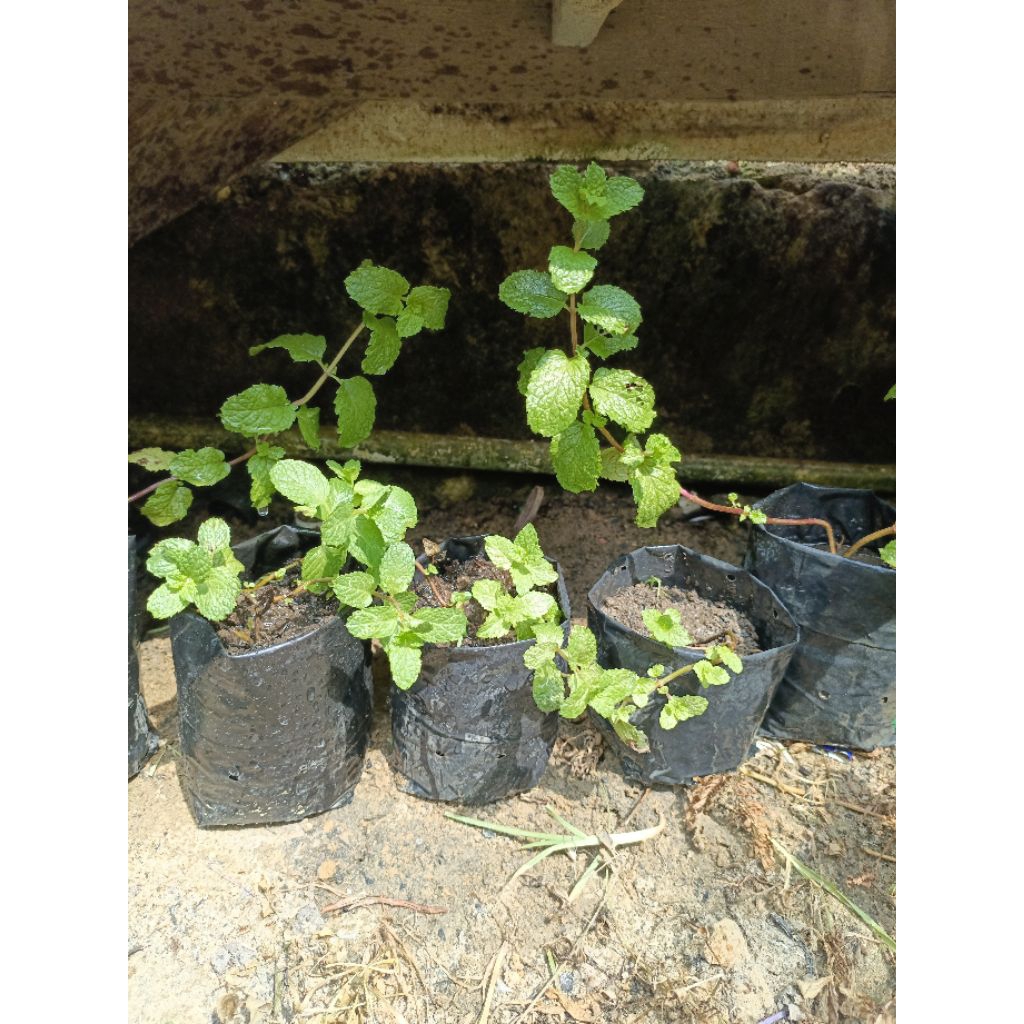 bibit daun mint bibit mint