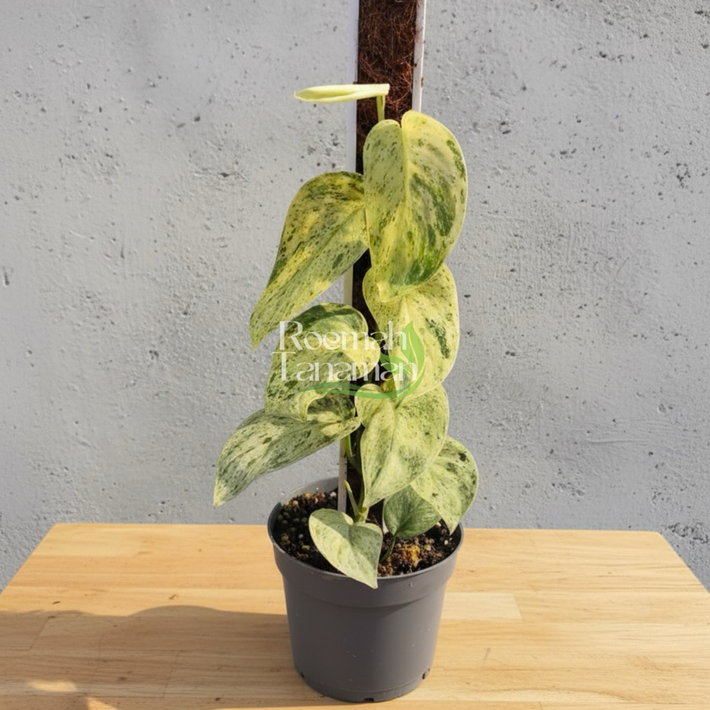 Scindapsus cream blue / Scindapsus queen marble