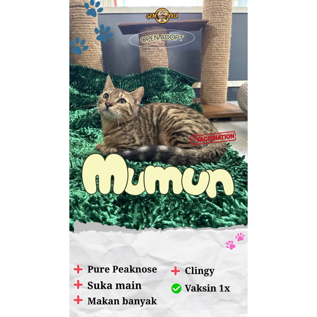 Bengal Kitten Mumun Motif Oke Profill bagus Betina 🥰🫶🏻