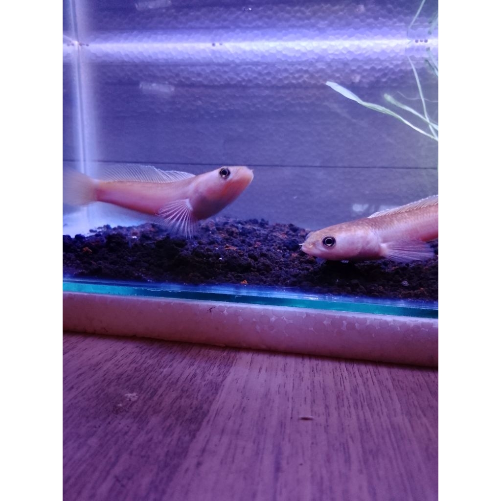 pair pulcra golden size 12-15cm