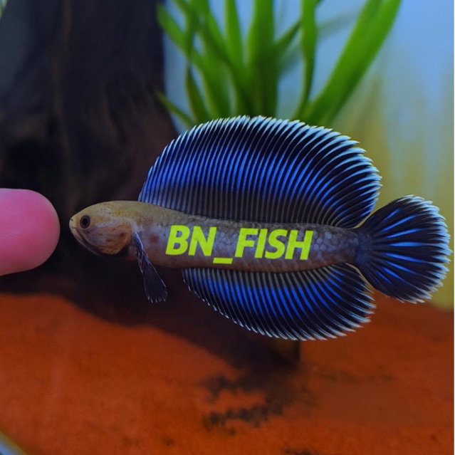 ANDRAO HF gondrong 8-12cm ( BISA COD )