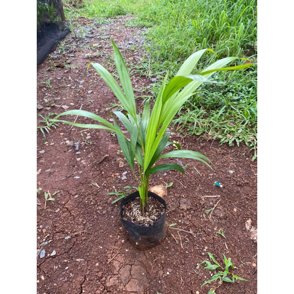 Bibit Palem Kuning Daun Palem Kuning Pohon Palem Kuning