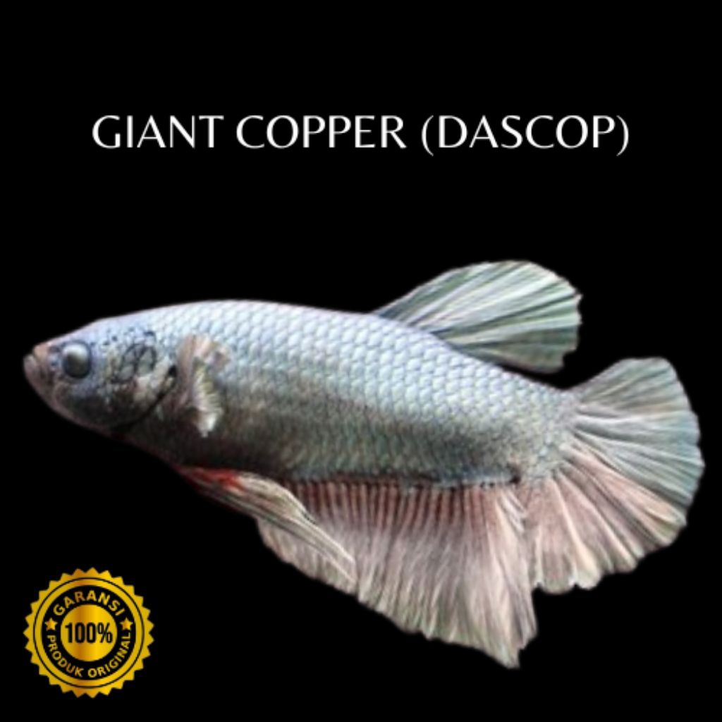 Dekorasi Bingkai Ikan Cupang Giant Copper Bo5 cm Jantan