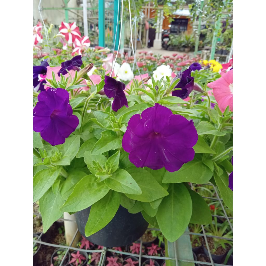 Tanaman hias bunga petunia bunga gantung