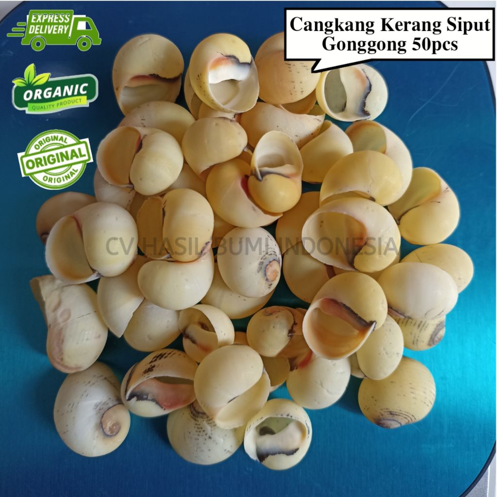 Cangkang Kerang Siput Gonggong 50pcs Bahan Kerajinan Prakarya