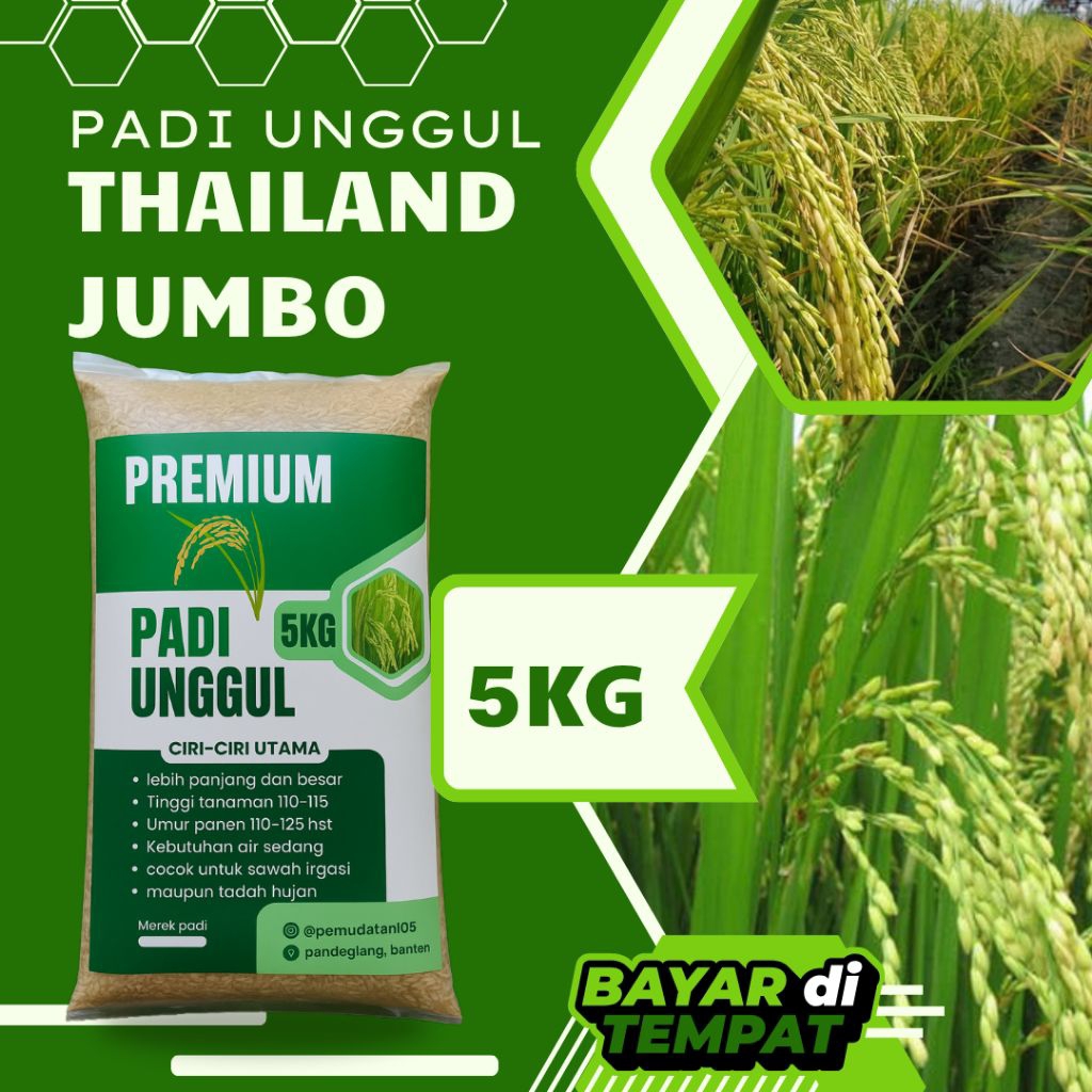 benih padi Thailand jumbo 5kg kualitas mantap