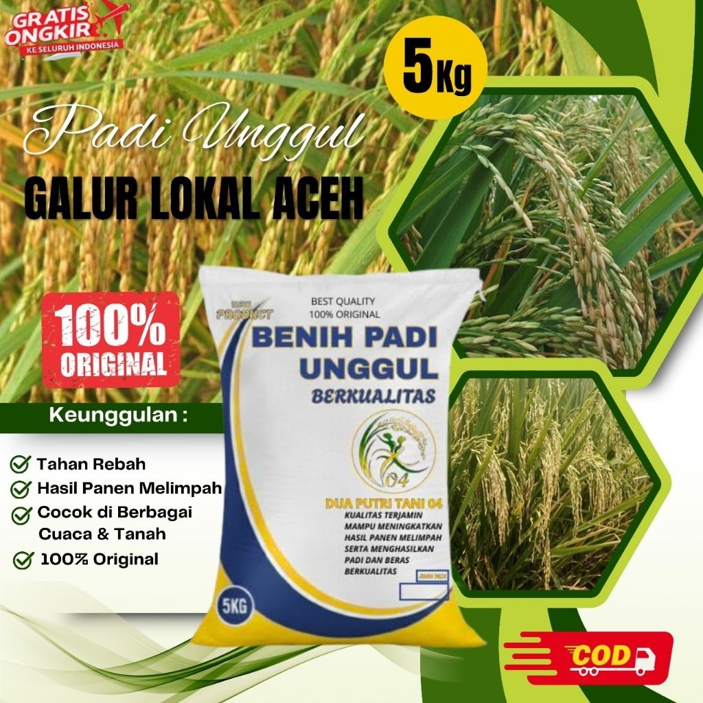 bibit PADI UNGGUL GALUR  LOKAL ACEH KEMASAN 5KG