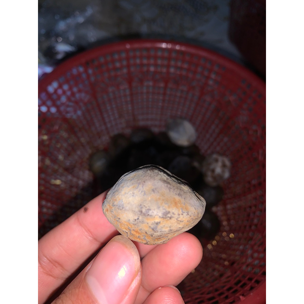 Muncang Adu Anak Wadas Ori wonosobo (jatohan full tua)