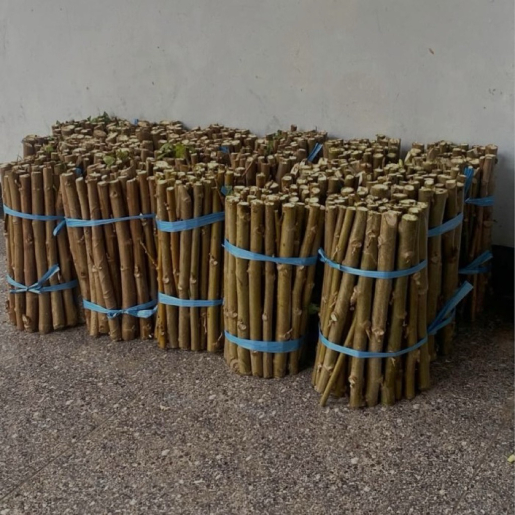 bibit stek tepo papua ukuran 30 cm isi 20 btg