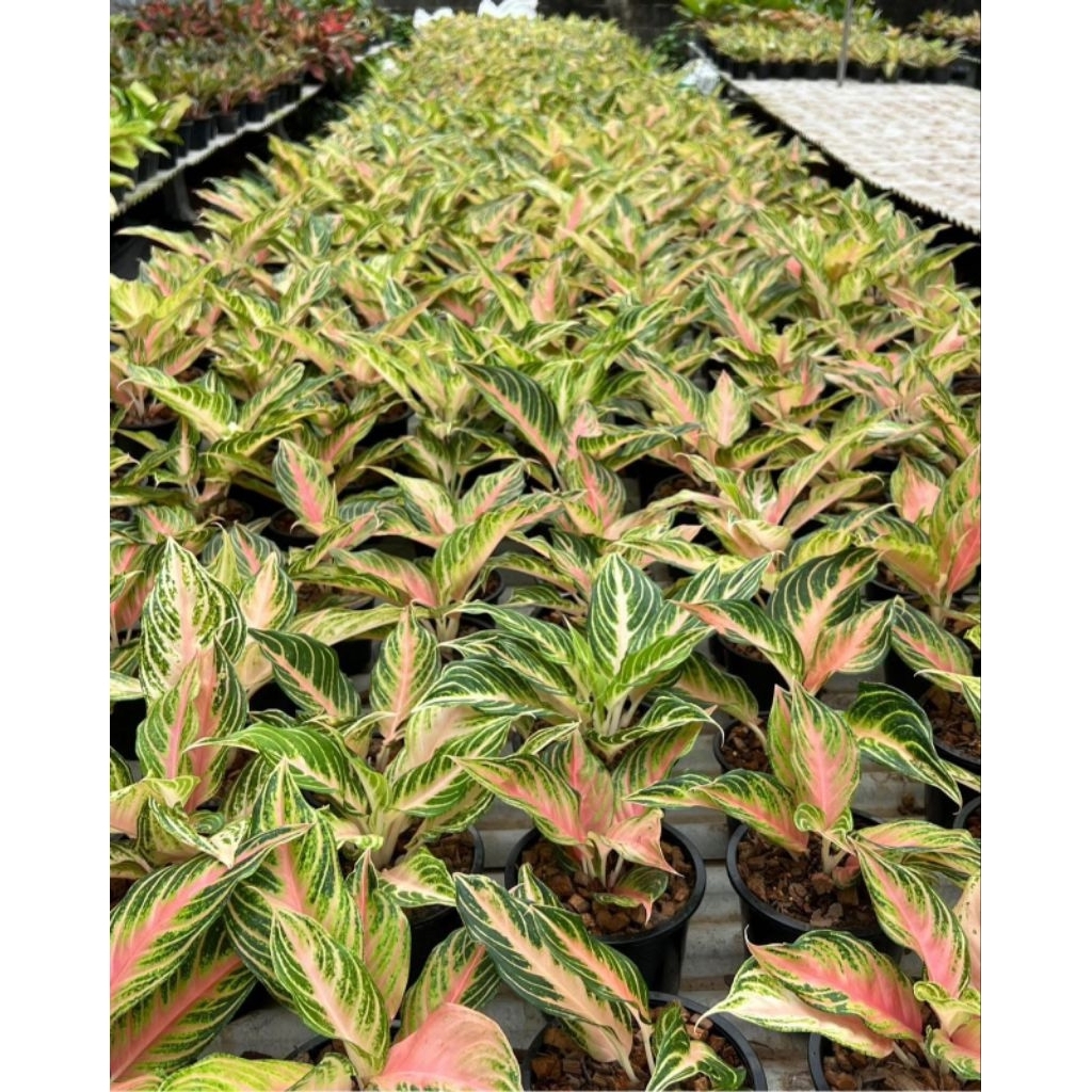 PROMO AGLONEMA PINK SUNSET SIZE REMAJA DAUN RIMBUN TERMURAH