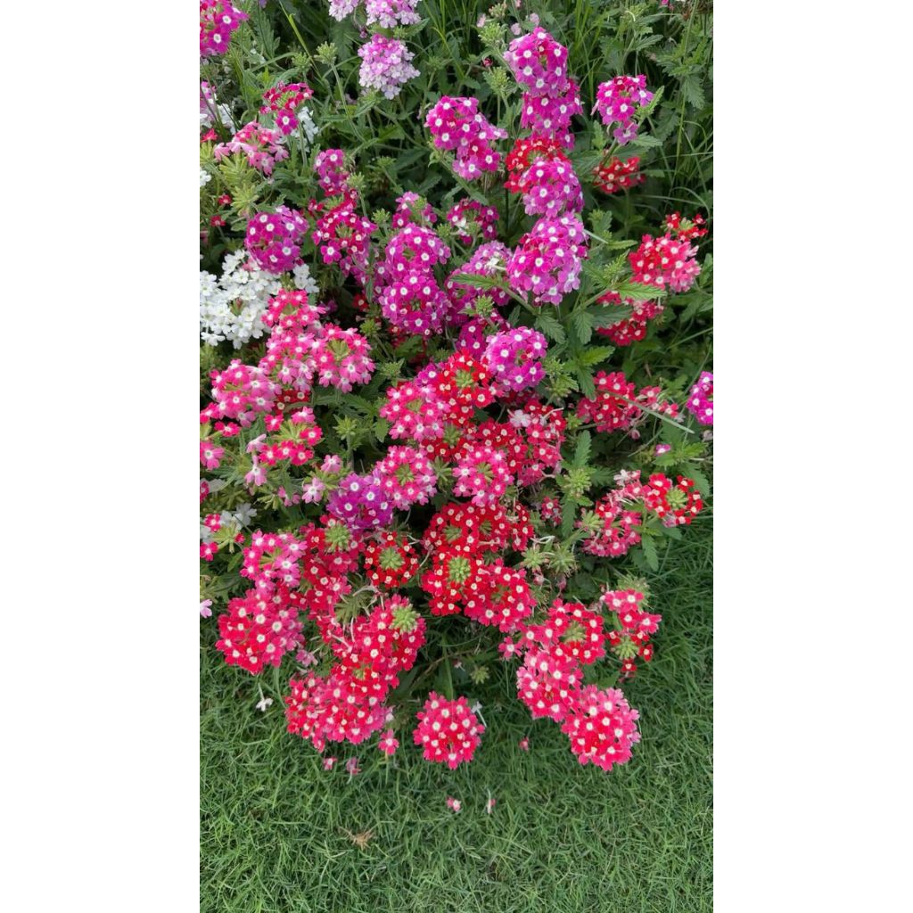 Tanaman bunga Verbena hybrida.