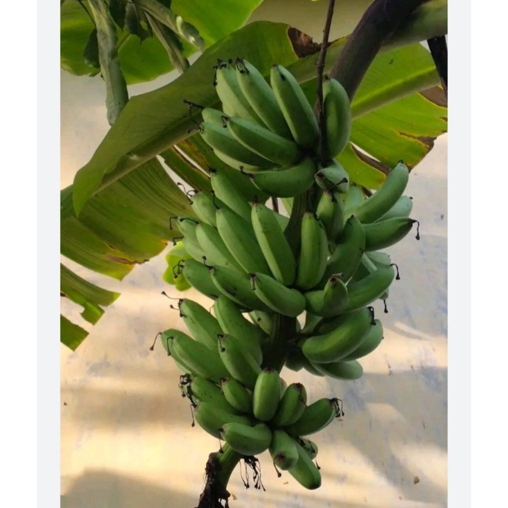 PISANG ULIY 1 TANDAN