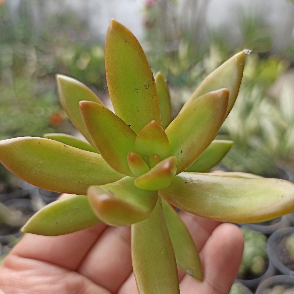 sukulen Sedum nussbaumerianum