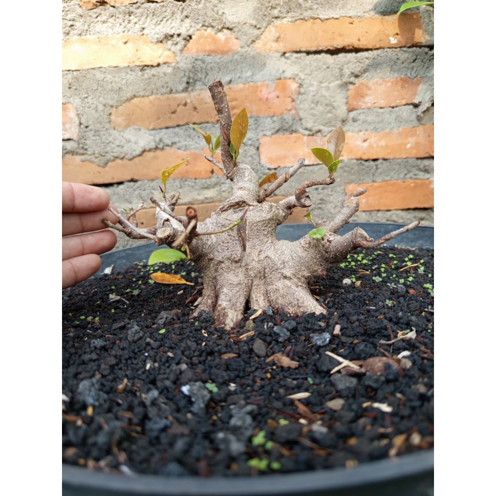 Iprik/Preh Bogel, Realpict