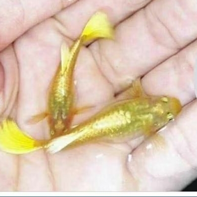 Guppy Super Gold ( 2 Sepasang)