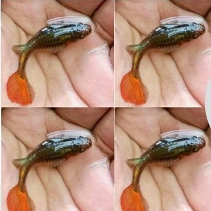 Guppy Platinum dumbo ear red tail PDERT Paket 4 pcs (female)