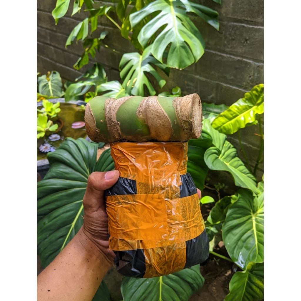 BONGGOL MONSTERA GIANT KING