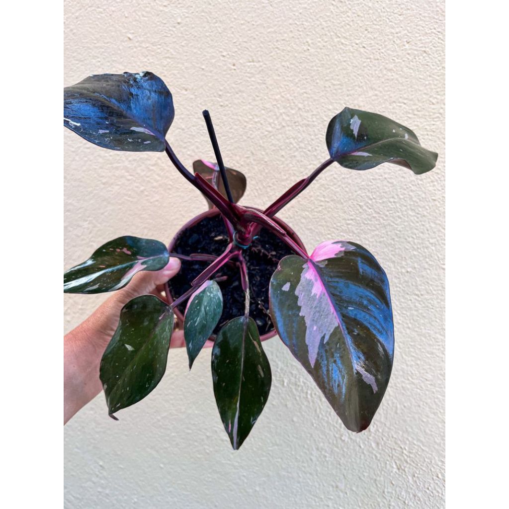 Tanaman Philodendron Pink Princess.