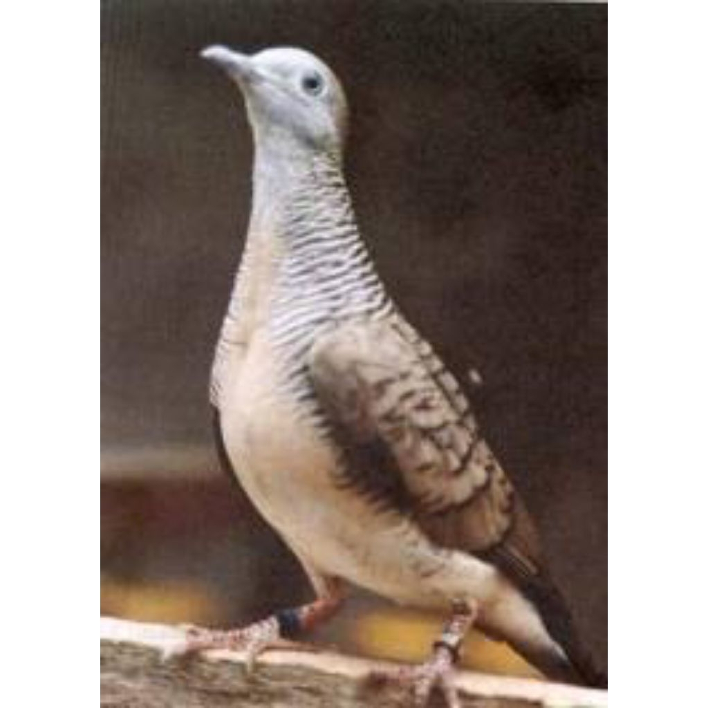 BURUNG PERKUTUT BANGKOK FULL GACOR