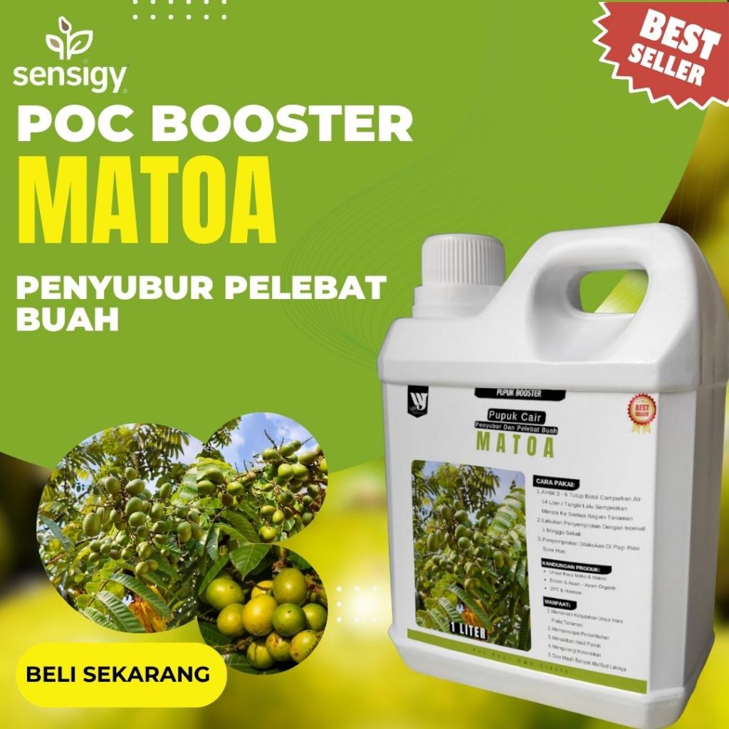 Pupuk Matoa Cepat Berbuah Lebat Booster Matoa Penyubur Pelebat Buah Pupuk Matoa Pemacu Pertumbuhan