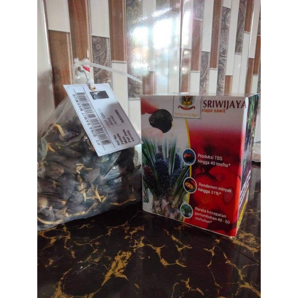 Benih kecambah sawit sriwijaya 5