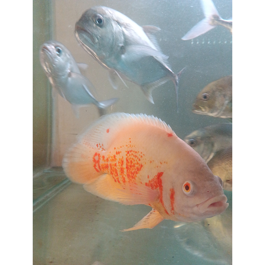 Oscar Albino Tiger ukuran 4 jari up