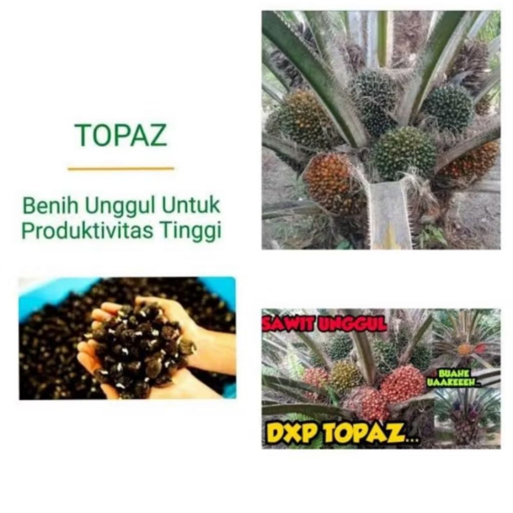 Benih Sawit Unggul TOPAZ 3 SERI 4
