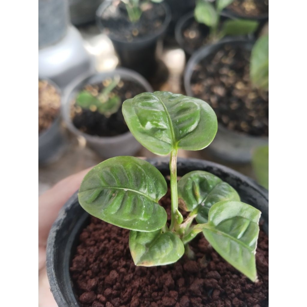 anthurium reflexinervium ekonomis