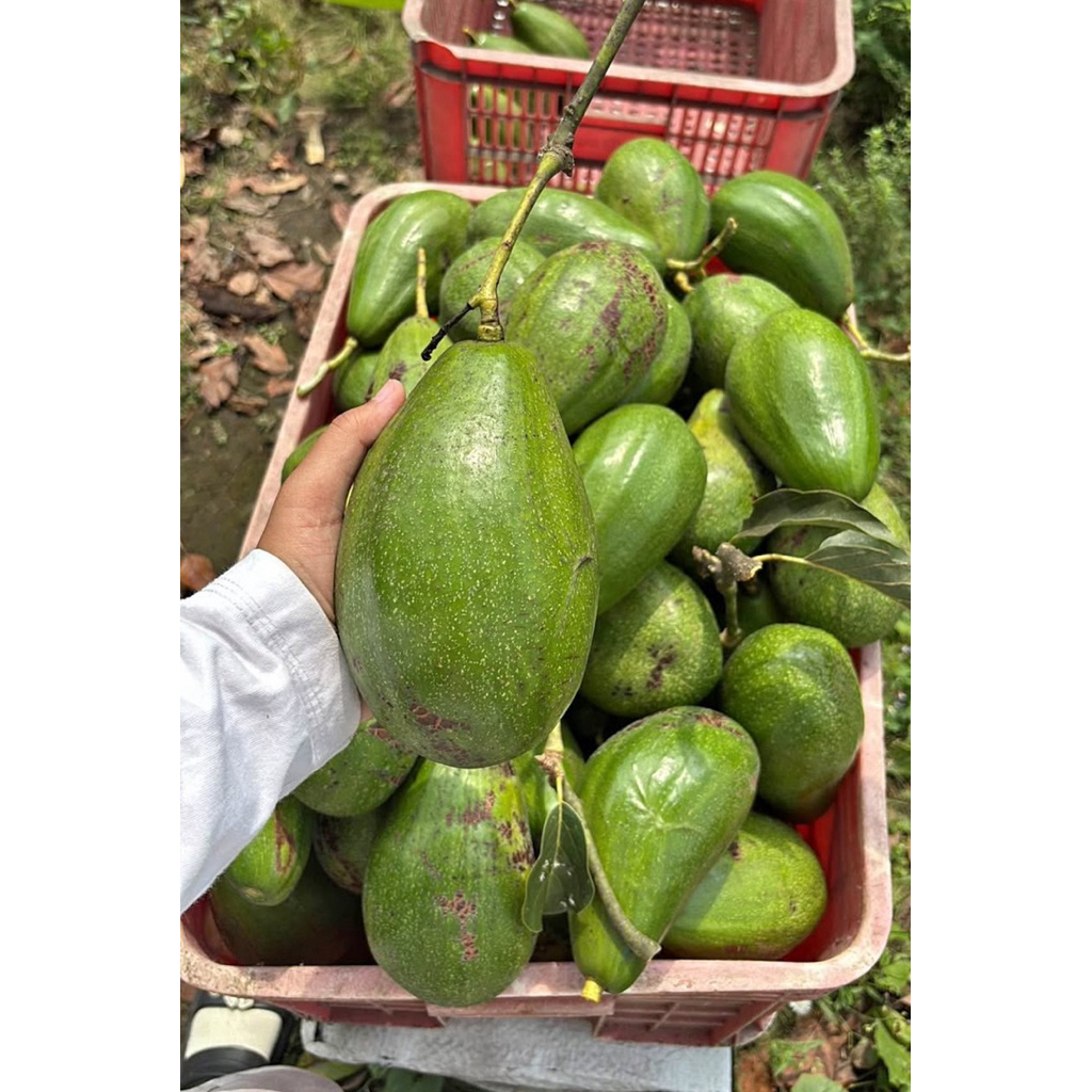 ALPUKAT ALIGATOR JUMBO 1KG ISI 2-3 BUAH ASLI KELUD KEDIRI