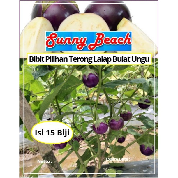 Bibit Pilihan Terong Lalap Bulat Ungu | Biji benih Trong Ungu Bulat | Terong Ungu Bulat