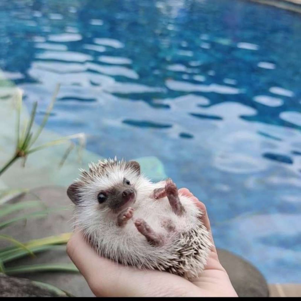 Landak Mini ANAKAN , bisa liat dulu via chat