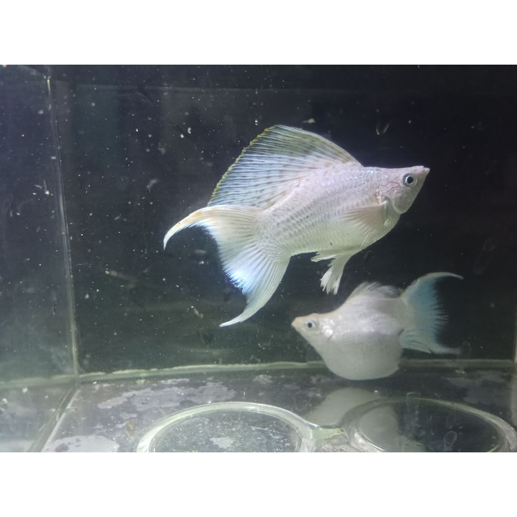 Molly Balon platinum Cawang sailfin