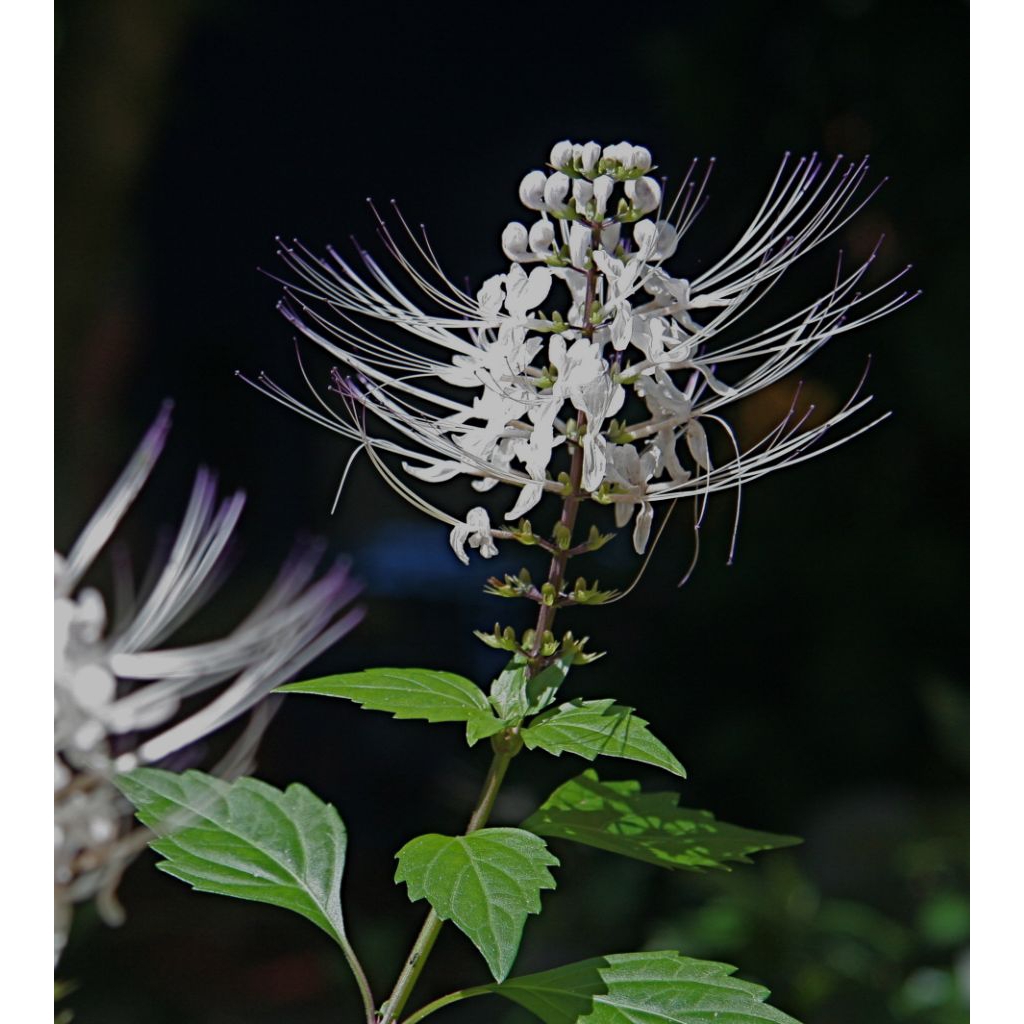 Tanaman Kumis Kucing | Tanaman Kumis Kucing Hidup | Tanaman Kumis Kucing Herbal