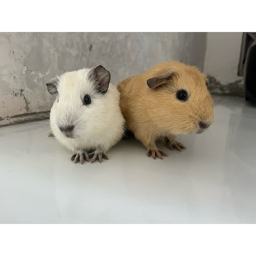 guinea pig marmut hias american