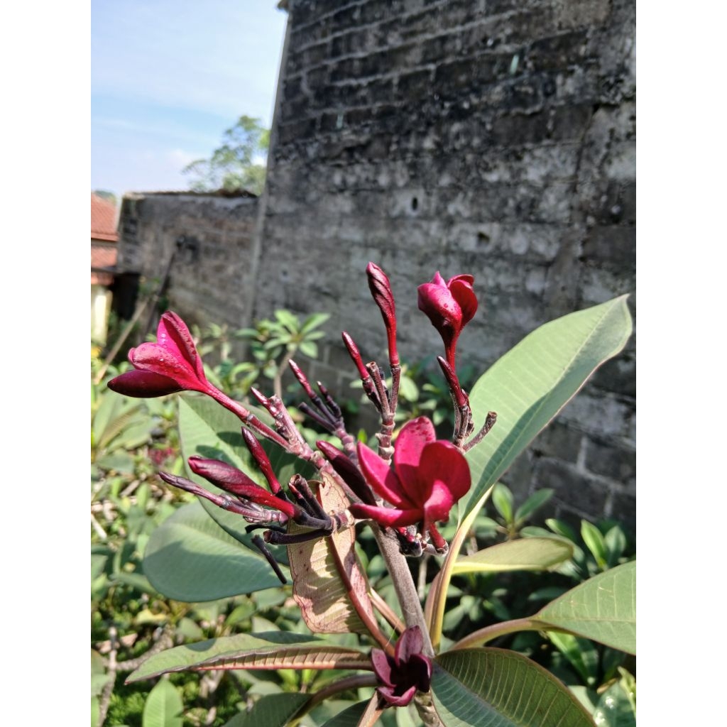 tanaman bunga kamboja bunga merah seperti gambar tinggi 1.5 siap tanam