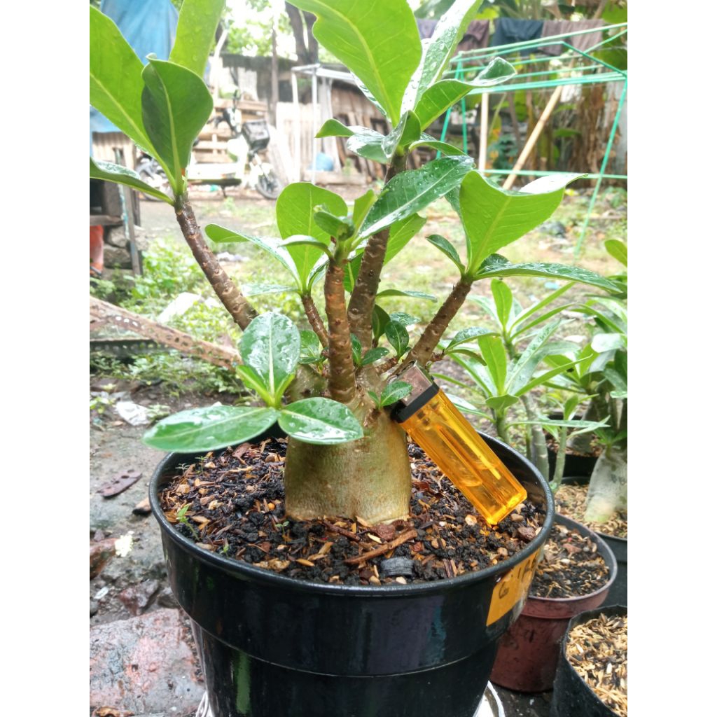 adenium godji x rb