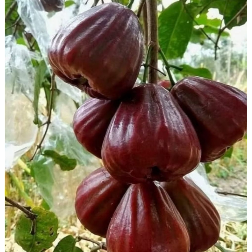 Entres Jambu Dalhari Berkualitas