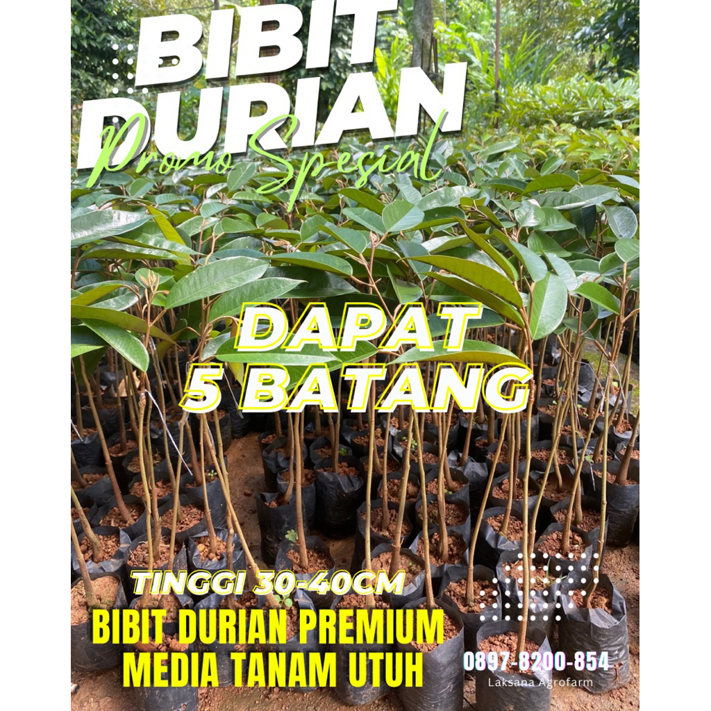 DAPAT 5 BATANG BIBIT DURIAN BAWOR MUSANGKING DURI HITAM OCHEE SUPER TEMBAGA. MEDIA TANAM UTUH TIDAK 